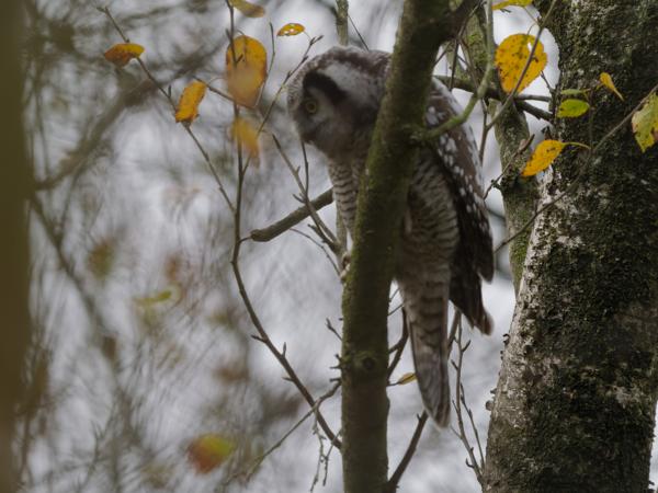 Northern hawk-owl (Surnia ulula)